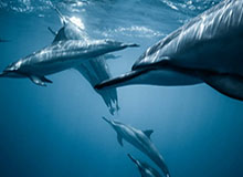 别只盯着开云体育像不像，真正要看的是下载来源和链接参数